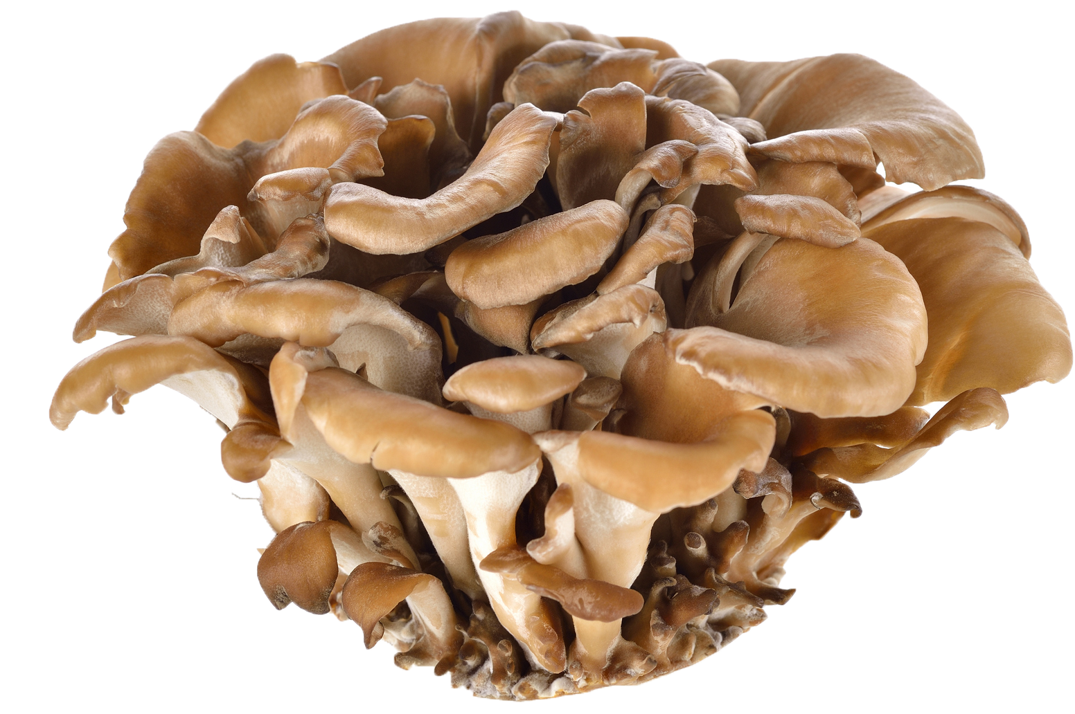 Maitake Trilogy Fungi